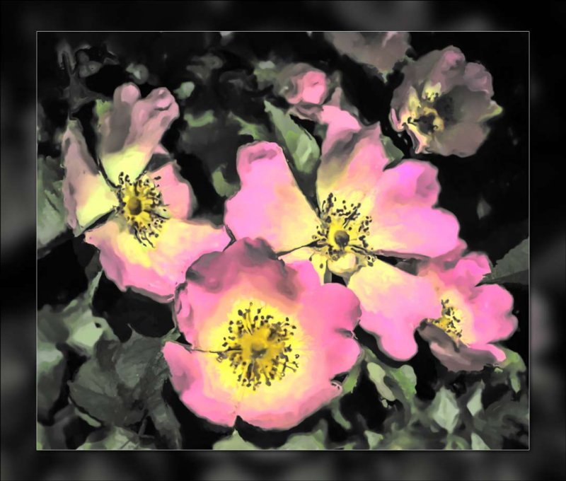 wild-roses.jpg