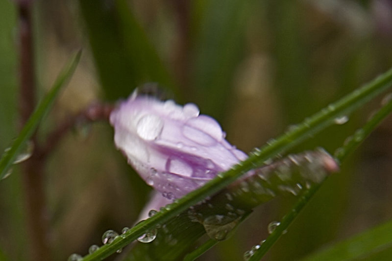 pretty drops