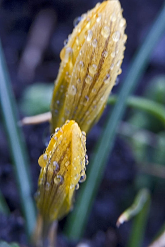 yellow crocus