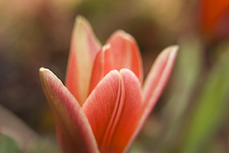 botanical tulip
