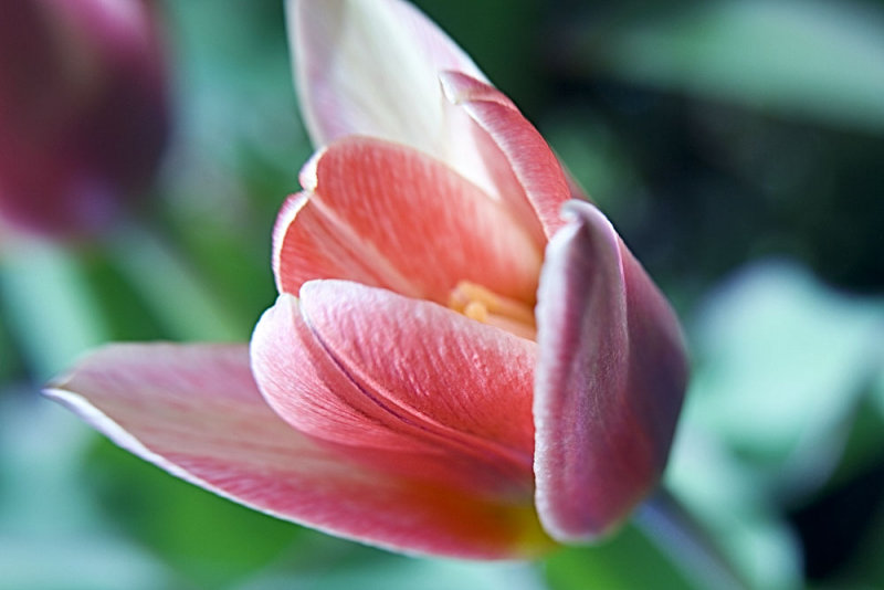 botanical tulip1