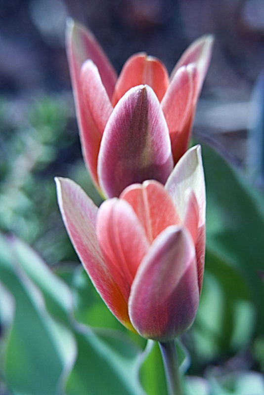 botanical tulip 3