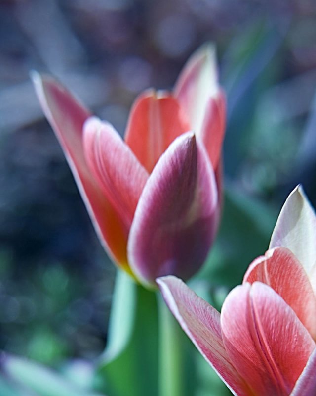 botanical tulip 4