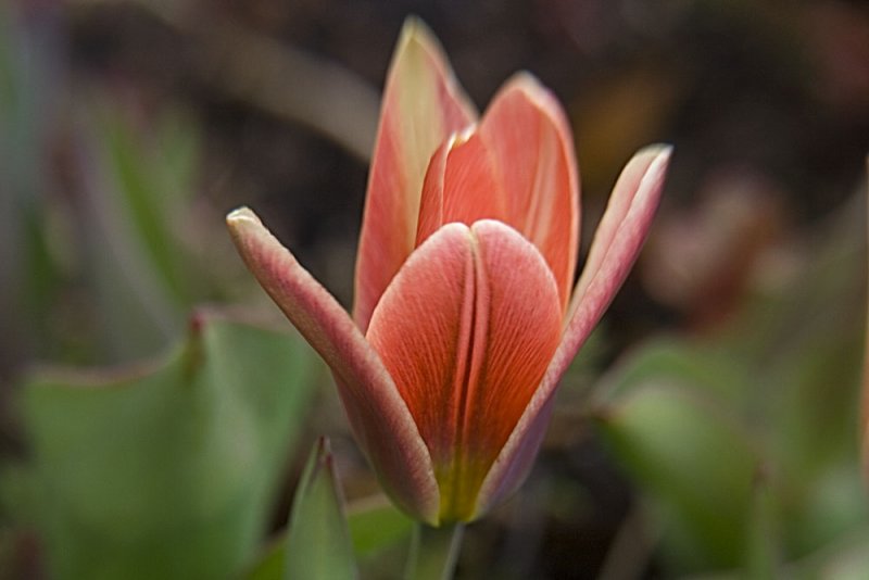 botanical tulip 8