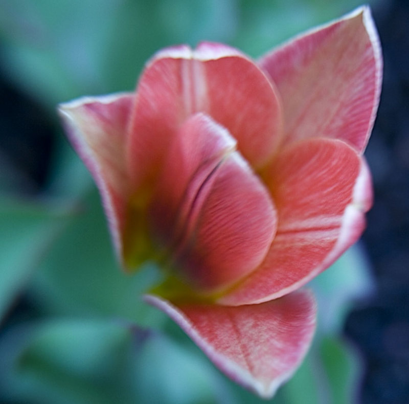 botanical tulip 11