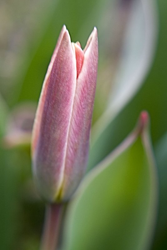 botanical tulip 12