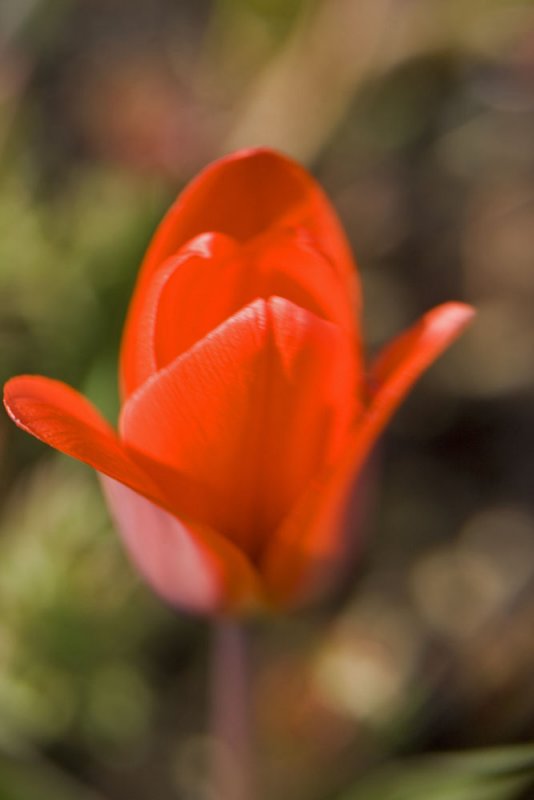 red botanical tulip