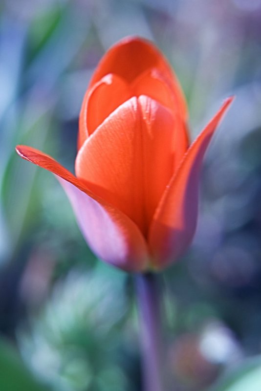 red botanical tulip 3