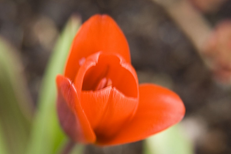 red botanical tulip 4