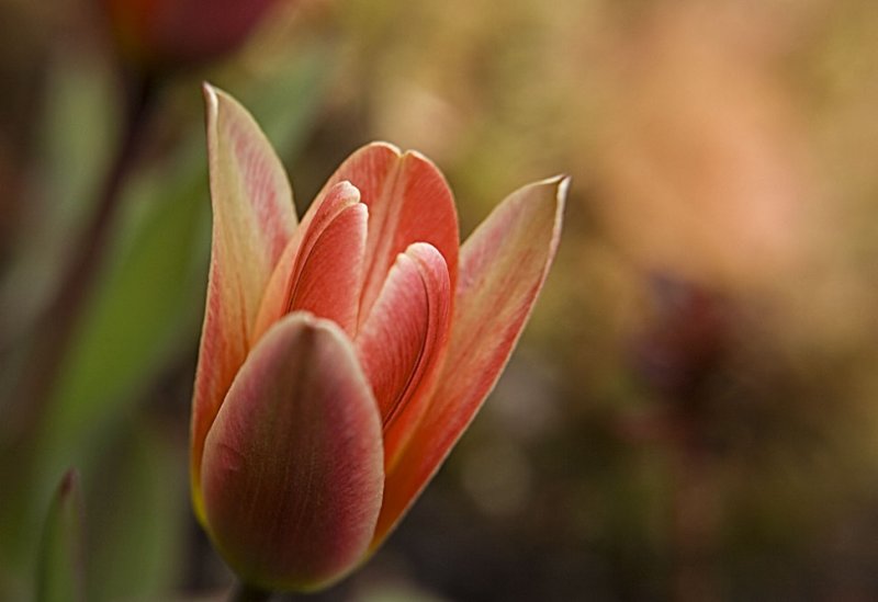  botanical tulip 6