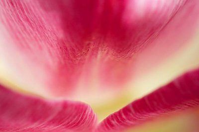 tulip in pink