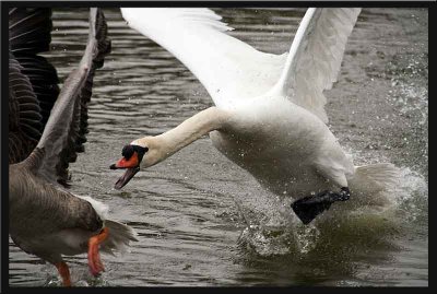 Paloma Park,Spain....The angry swan!