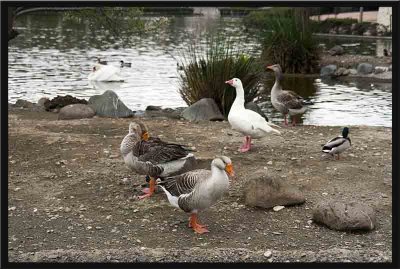 Happy that the goose survived its ordeal and the swan goes on its way!