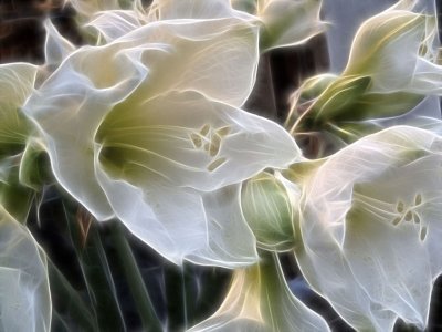 lovely lillies