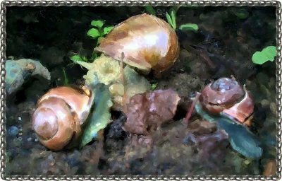 SNAIL FAMILY.jpg