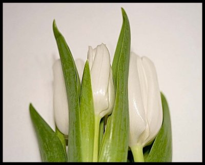 white tulips