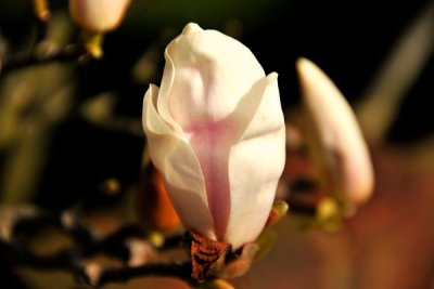 magnolia