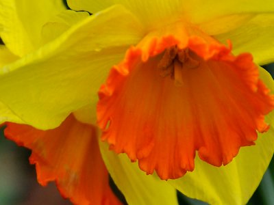 daffs
