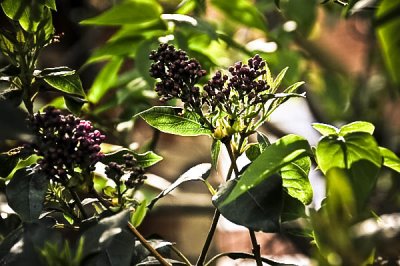 Marie's garden
