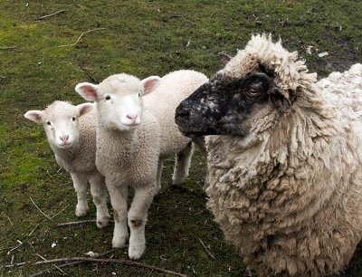 2 lambs.jpg
