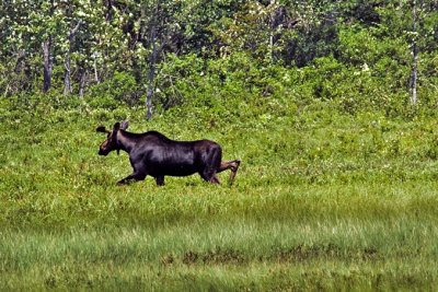Running bull moose. Katahdin Region Maine