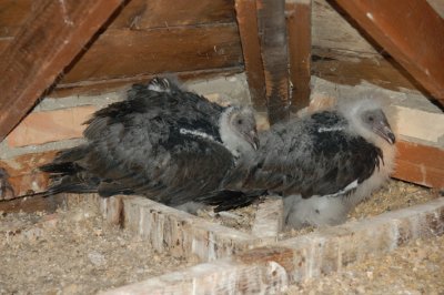 Young T.Vultures