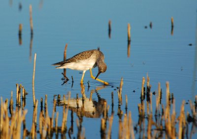  Yellowlegs