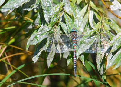  Canada Darner