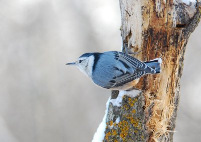  W.B. Nuthatch