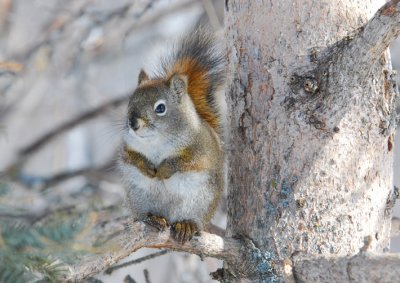 Red Sqirrel