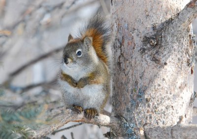 Red Sqirrel