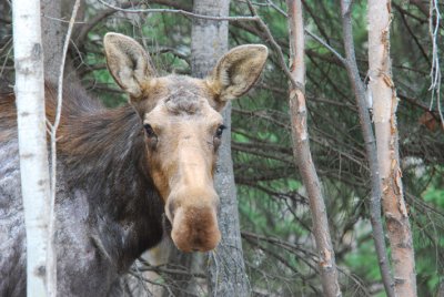  Cow Moose