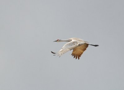 Lesser Sandhill Crane