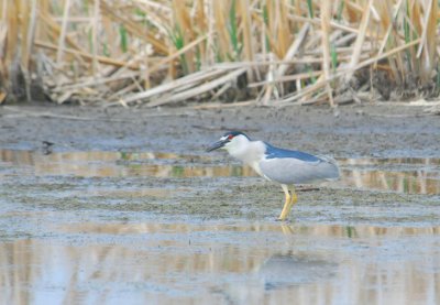 B.C.Night Heron