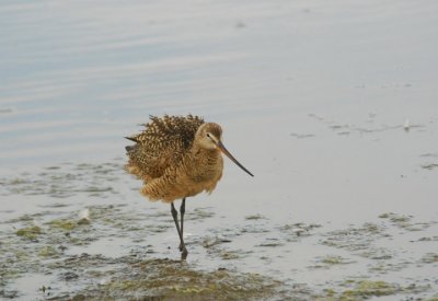 Shaking the Feathers