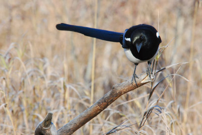 Cockeyed Magpie