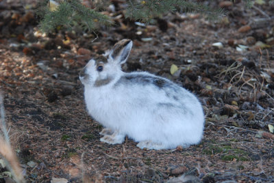 Snowshoe Hare