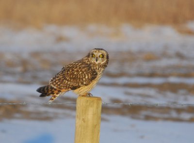 Short Eared Owl