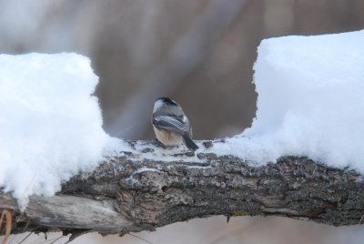 Overnight Snow
