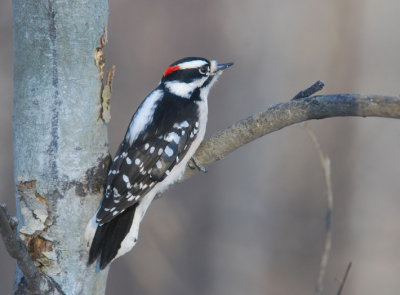 D.Woodpecker