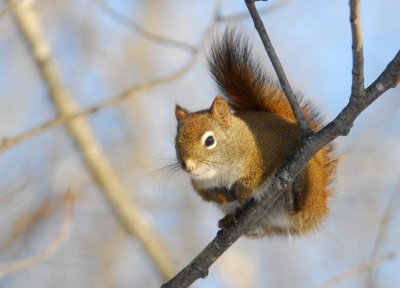  Red Squirrel