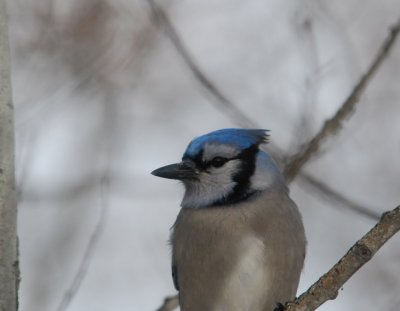 Blue Jay