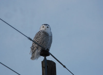 Snowy Owl