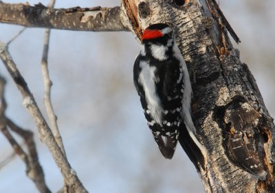 D-Woodpecker
