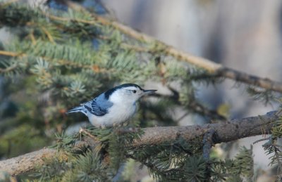 W-b.Nuthatch