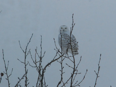 Snowy-Owl (f)