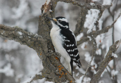 H-Woodpecker