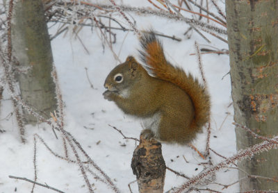 Squirrel Perch!