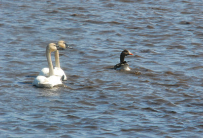 Tundra Swans &Gr.W.F.Goose