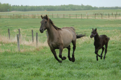 Grulla and Colt